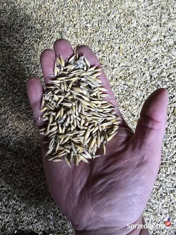 Sprzedam owies Świerzawa sprzedam