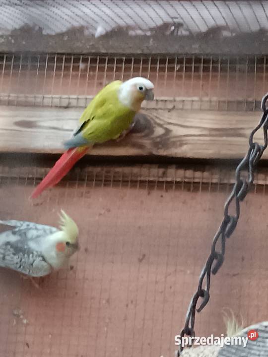 Sprzedam papugę rudosterke