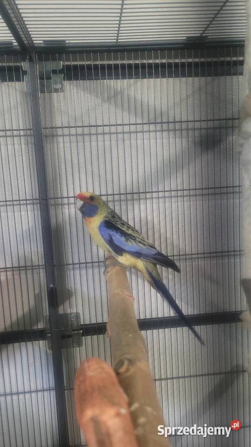 Rozella słomkowa małopolskie