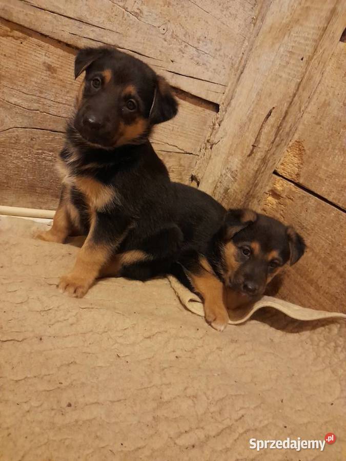 Pieski do oddania Sobieska Wola Druga sprzedam
