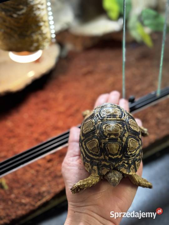 Żółw lamparci z terrarium małopolskie