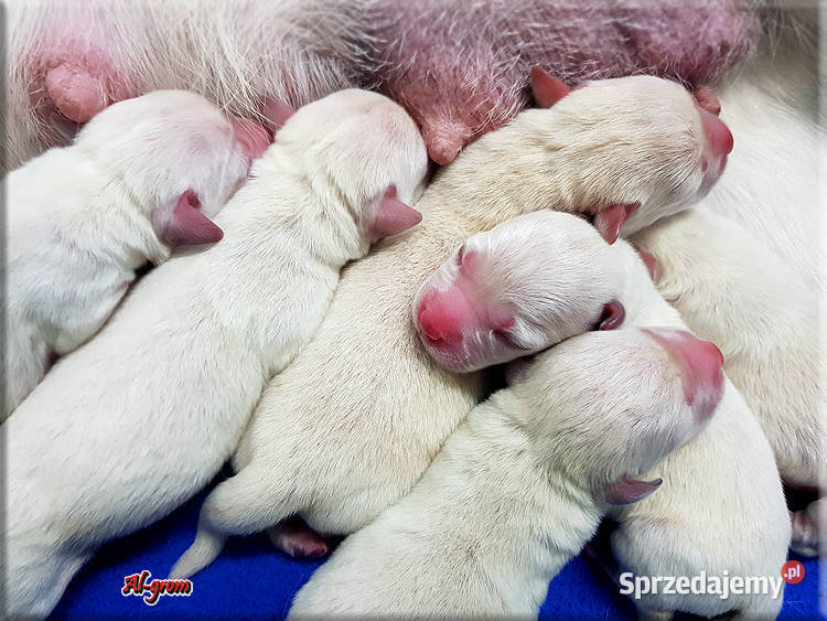 Labrador żółtebiszkoptowe szczenięta ZKWP FCI