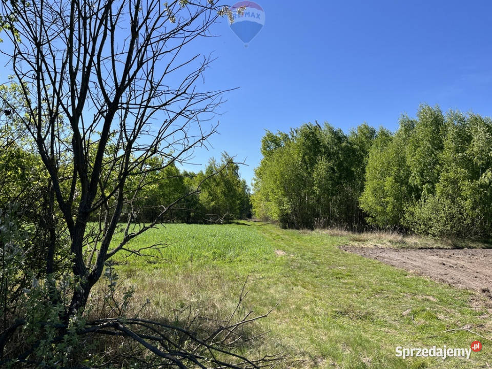 Działka rolna z samosiejkami Sprzedaż Pustelnik