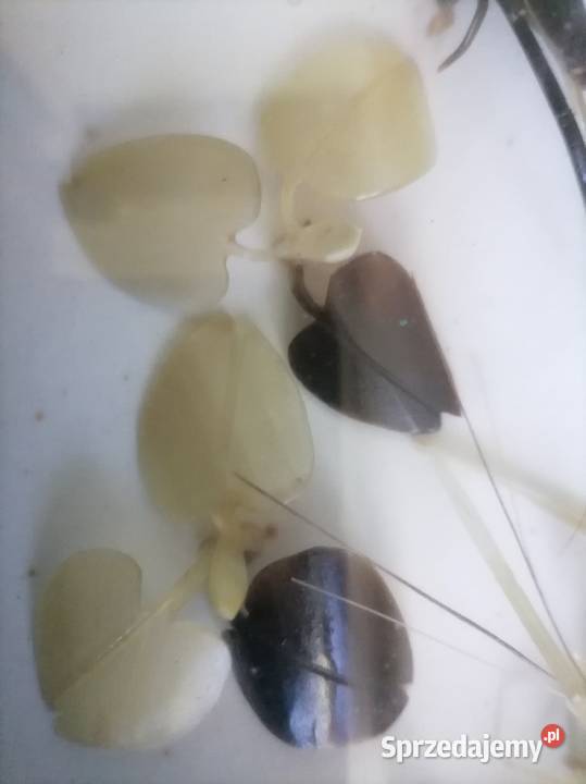 Dekoracyjny obraz Krewetki z a szkłem Japan Kraków