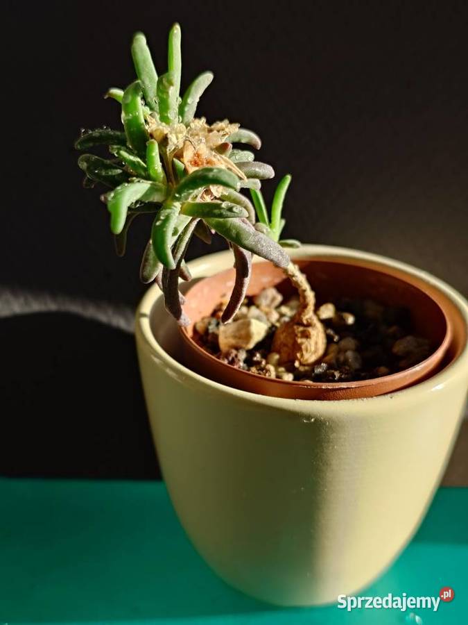 Delosperma bosseranum kaudeks miniatura w Warszawa