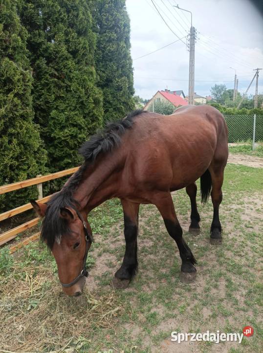 Remigo ogier i Diego ogier konik Polski Bokiny