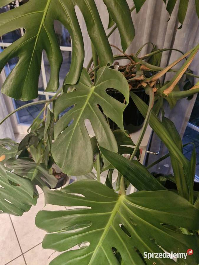 Kwiaty Szalejów Dolny