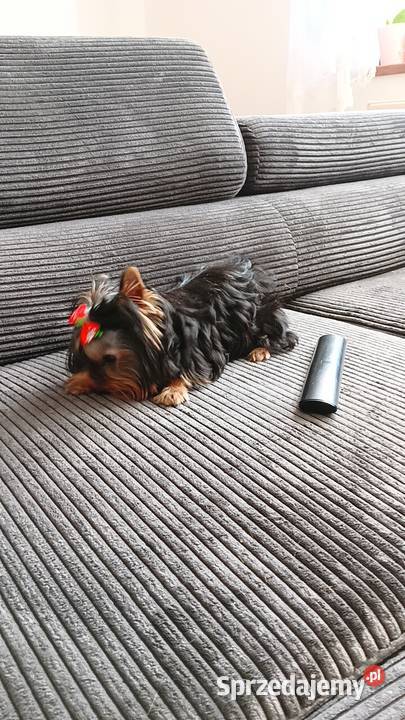 Yorkshire Terrier Laleczka