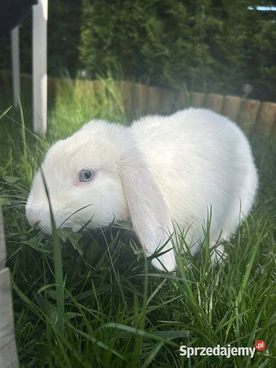 Krolik klatka i osprzęt łódzkie