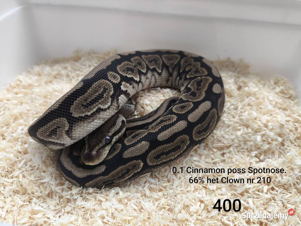 Pyton królewski samica 210 Boruja Kościelna