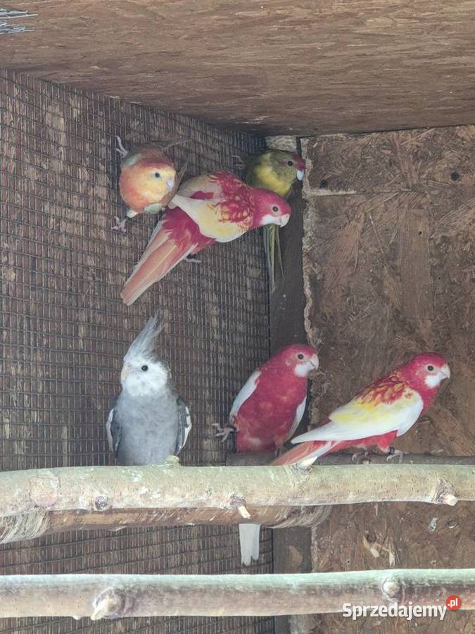 Rozelle białolice Brzezie