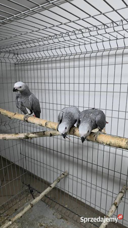 Żako ręcznie karmione Ornontowice