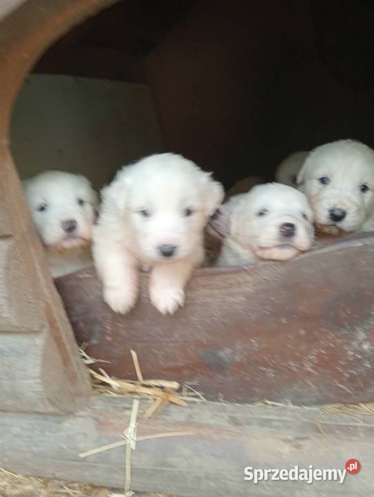 Szczenięta owczarka podhalanskiego Łączna