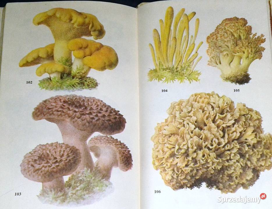 Atlas grzybów Bruno Hennig Chełm