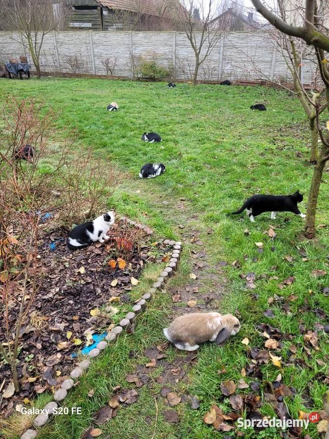 Barany francuskie 2 miesięczne Żłobizna