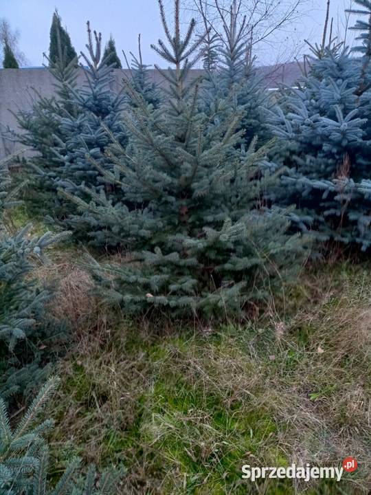 SWIERKI MALE DUZE KLUJACE SWIERKI ZAMOWIENIE Rośliny okopowe Tuszyn