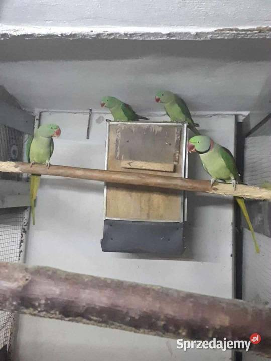 Aleksandretty wielkie 25r Skała