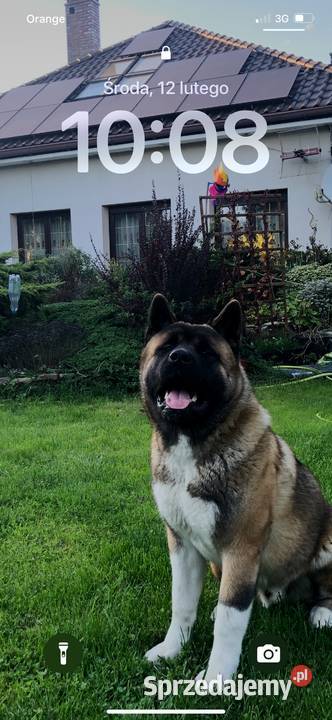 akita amerykanski 35 roku szuka partnerki Legnica