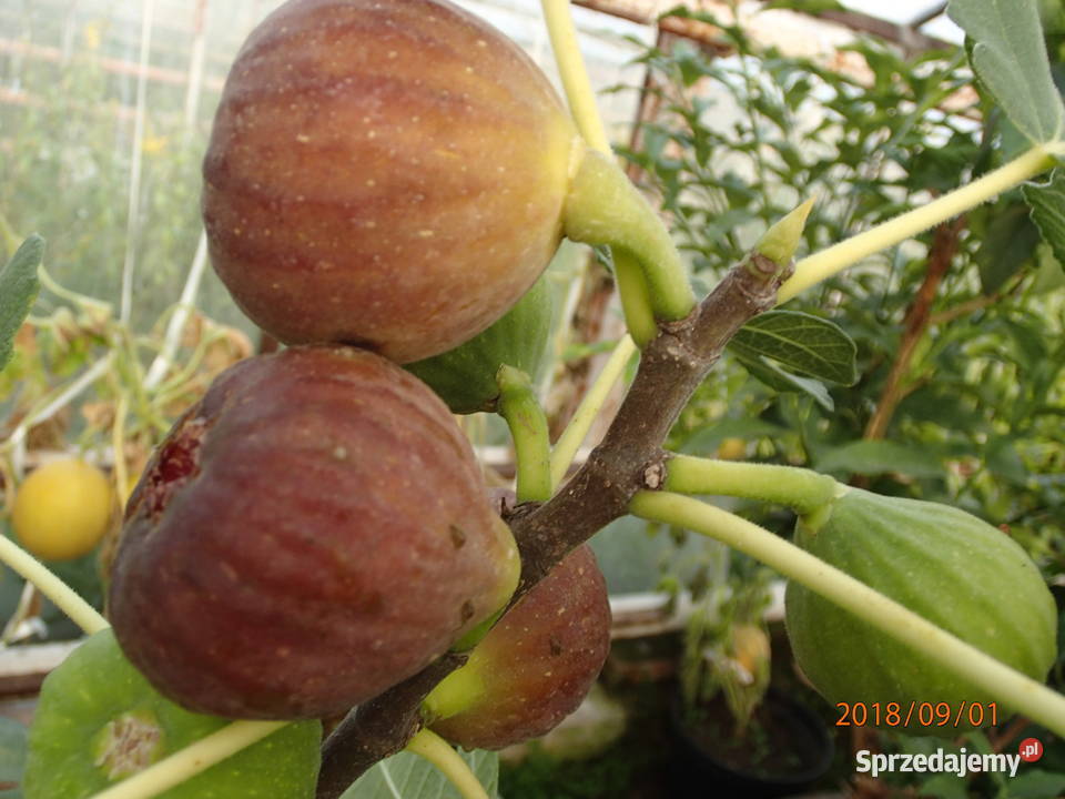 Figa brown turkey sadzonka w doniczce 2030 Łódź sprzedam