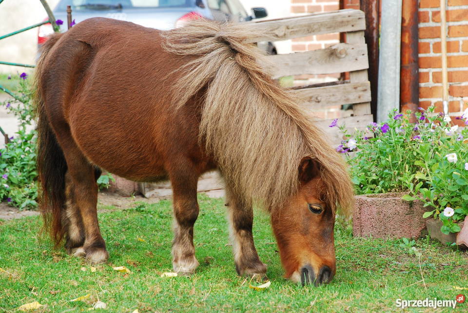 Kuc kuce klacz na sprzedaż Świecie sprzedam