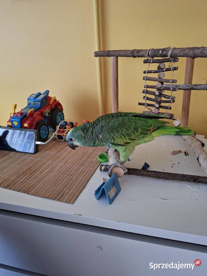 Sprzedam amazonkę niebieskoczelną samiec