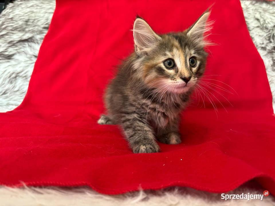 Kociaki Norweskie Leśne Warszawa