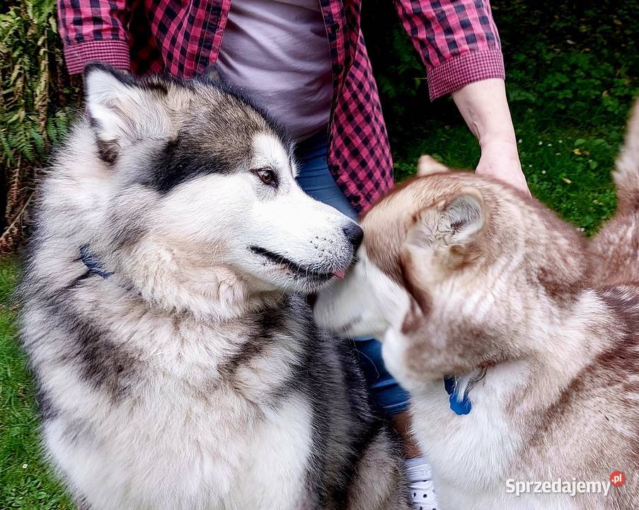 Alaskan Malamute pies odbiór listopad Arctic Wesoła
