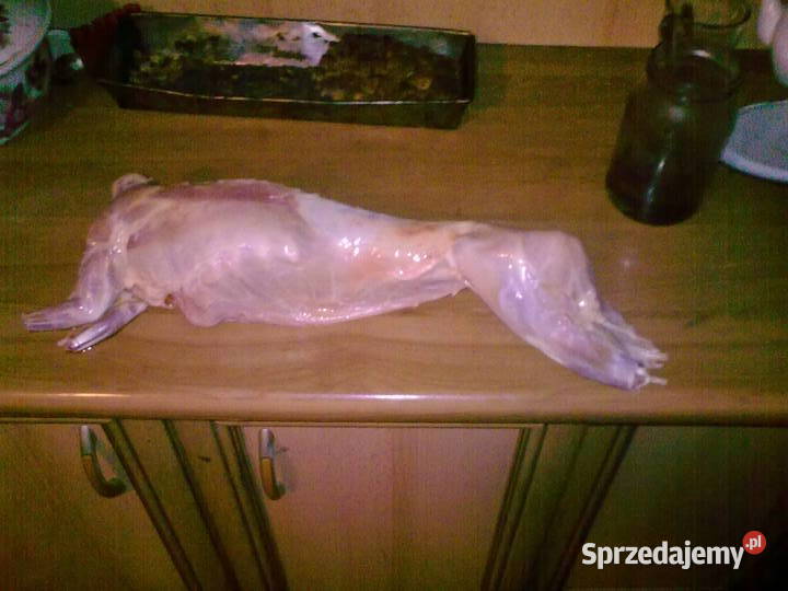 Świeże tuszki królicze Parczew sprzedam