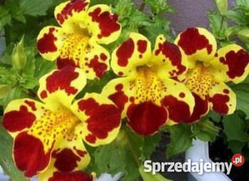 HIT Kroplik tygrysi Żółty Nasiona Poznań sprzedam