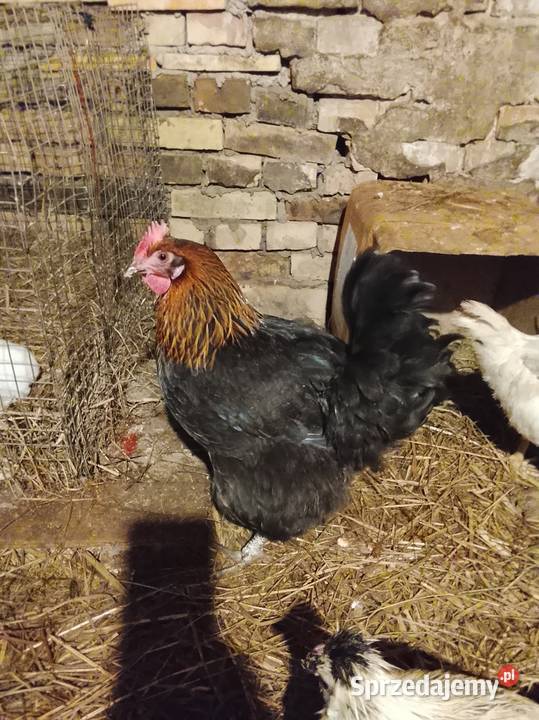 Kury rasy marans Drób i ptactwo Brzeźno