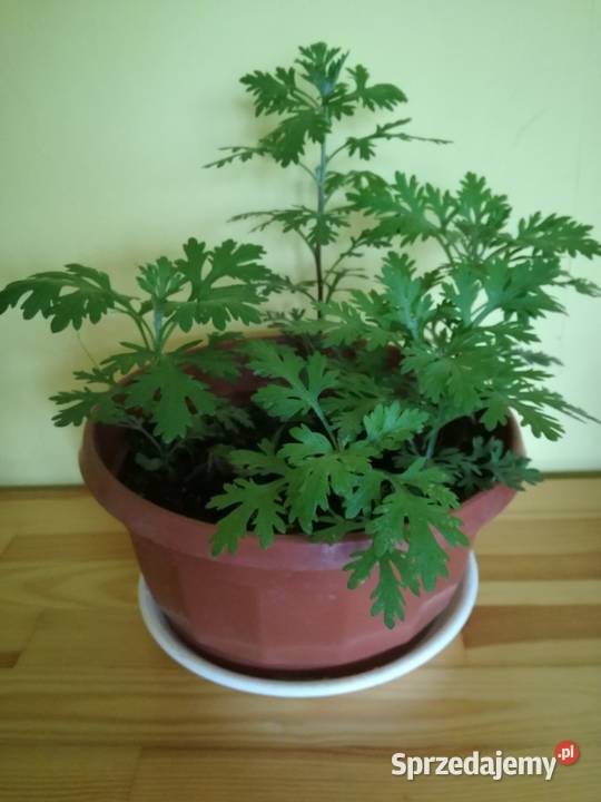 Złocień ClaraCurtis wieloletnia roślina Łódź