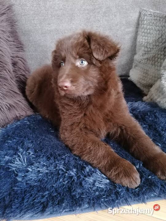 Owczarek niemiecki czekoladowy śląskie Świerklany