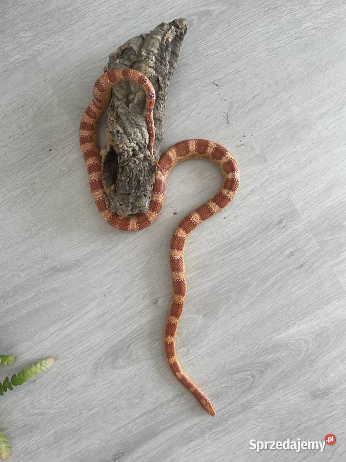 wąż zbożowy odmiana Alemanistic Wrocław sprzedam