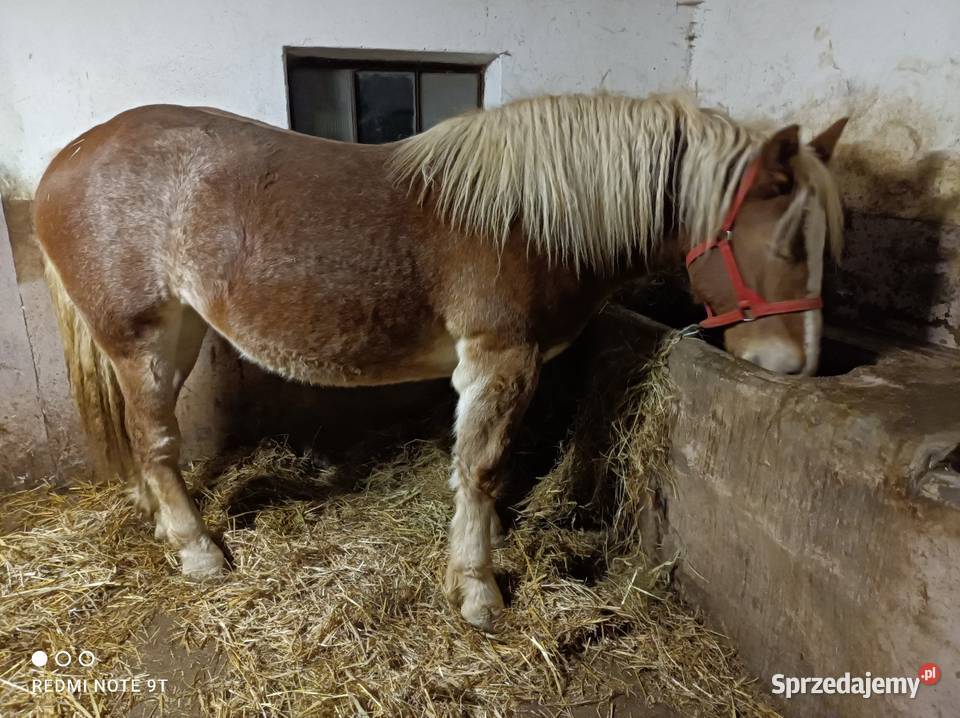 Konie zimnokrwiste Kuczbork-Wieś