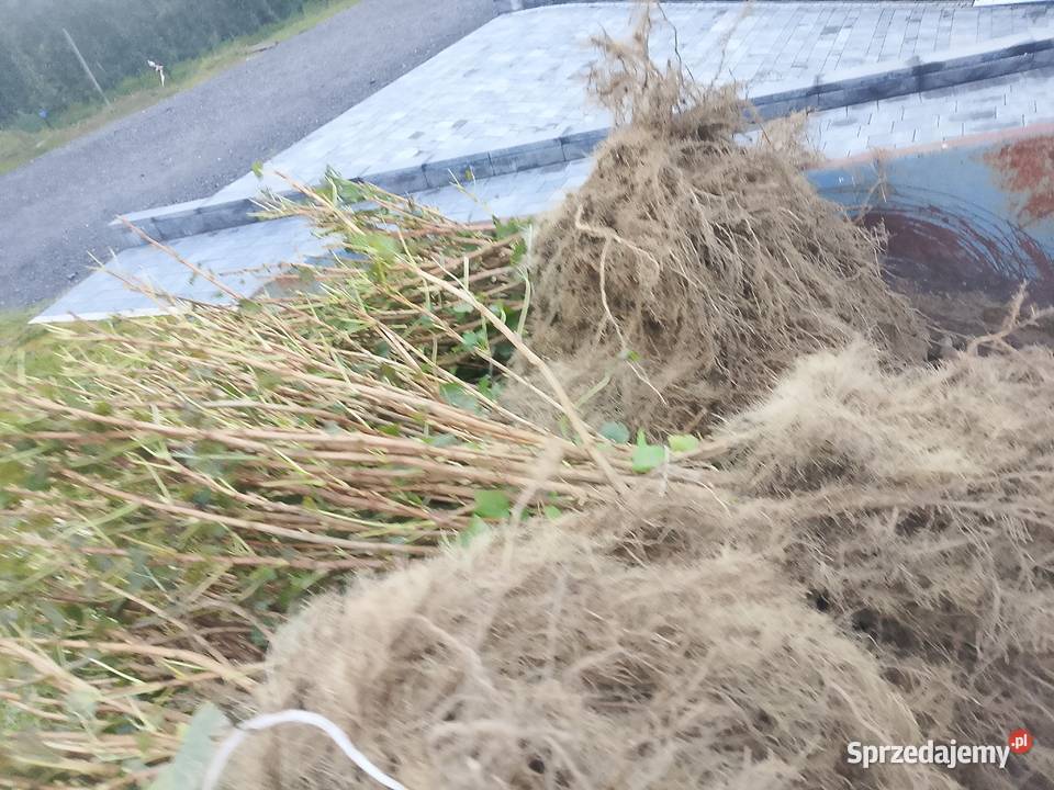 Sprzedam sadzonkę porzeczki tihope