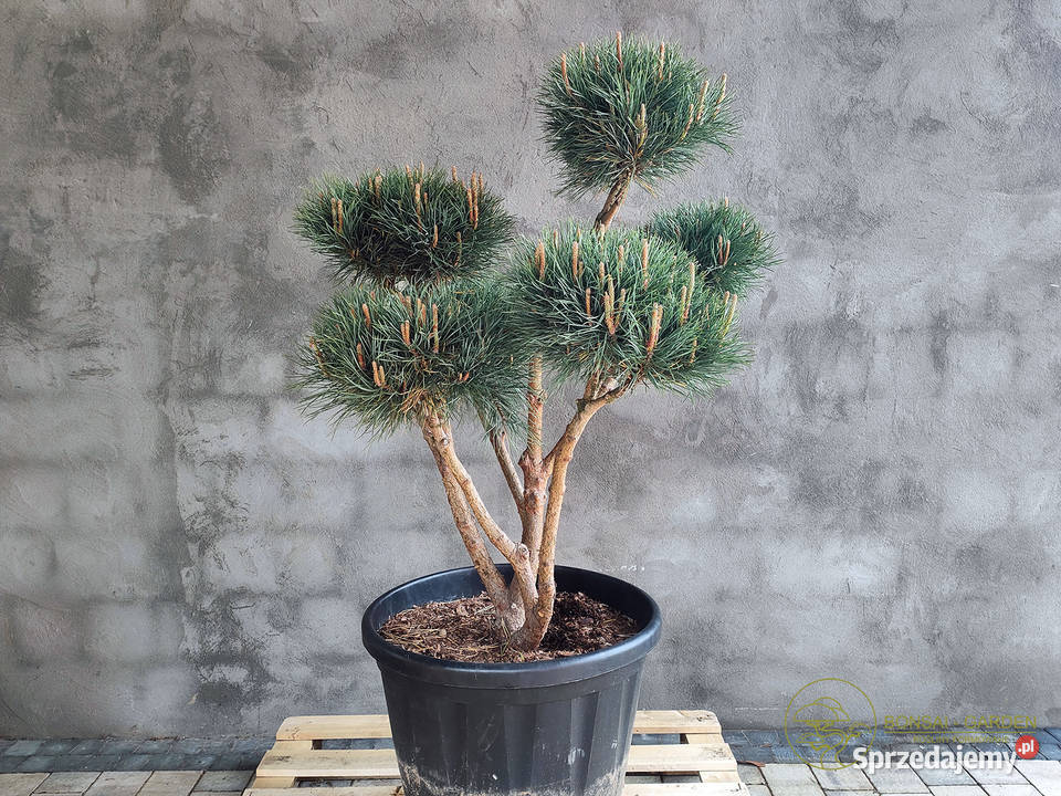 Sosna pospolita formowana 090 NIWAKI BONSAI pomorskie Gdańsk