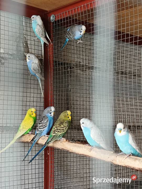 Papugi faliste Ptaki Pniewy