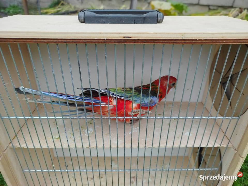 Rozella Białolica samiec 2025 r świętokrzyskie