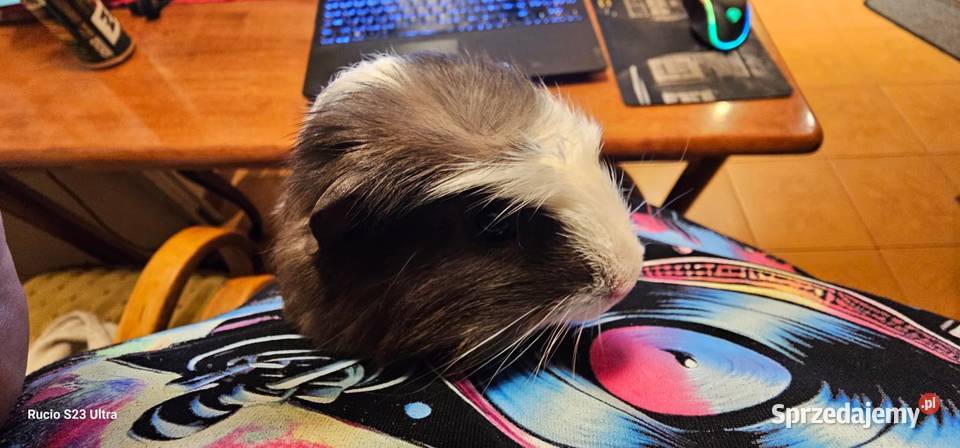 Sprzedam świnki morskie Piła