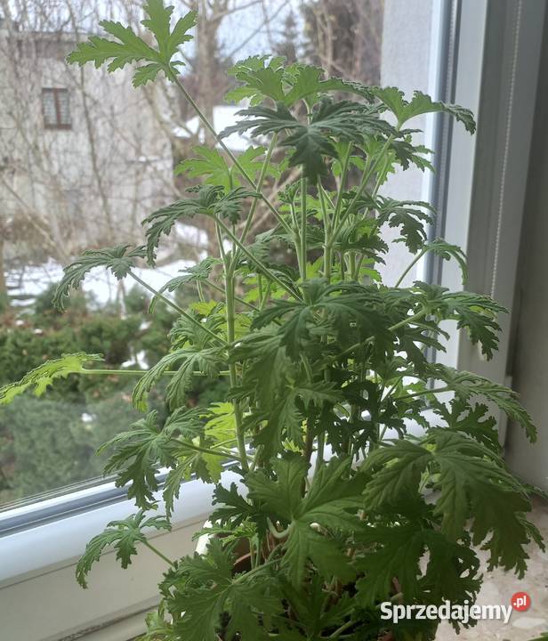 Kwiat doniczkowy Geranium wielkopolskie Poznań