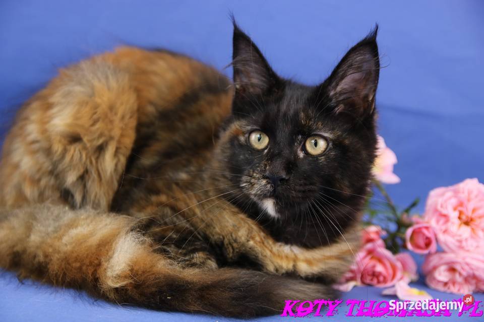 Przepiękna Szylkretka Maine Coon Och Valentyna Poznań sprzedam