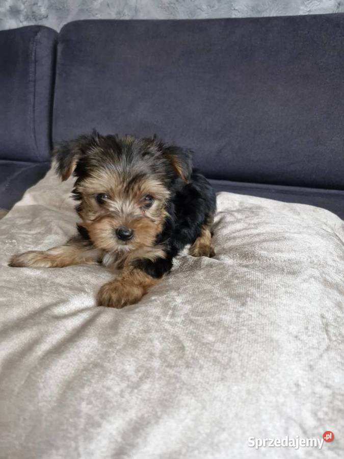 Yorkshire terrier sprzedam piesek i suczkę Morąg