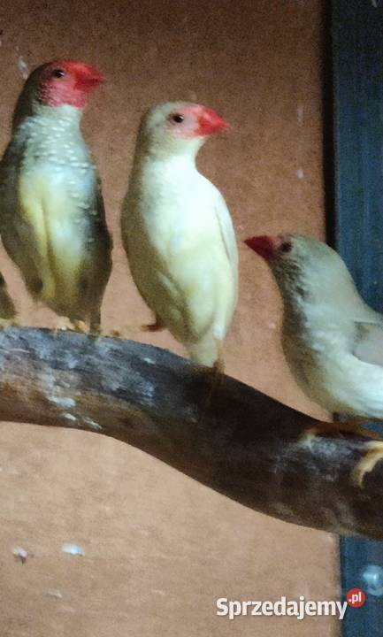 Trzciniaki Astryld Trzcinowy Tarnów