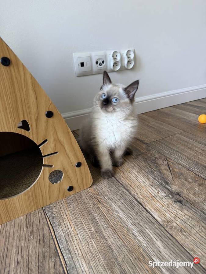 Kocurek Ragdoll gotowy do przeprowadzki Ragdoll kujawsko-pomorskie sprzedam