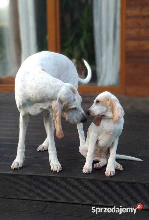 Porcelaine rodowód ZKwP FCI Warszawa mazowieckie sprzedam