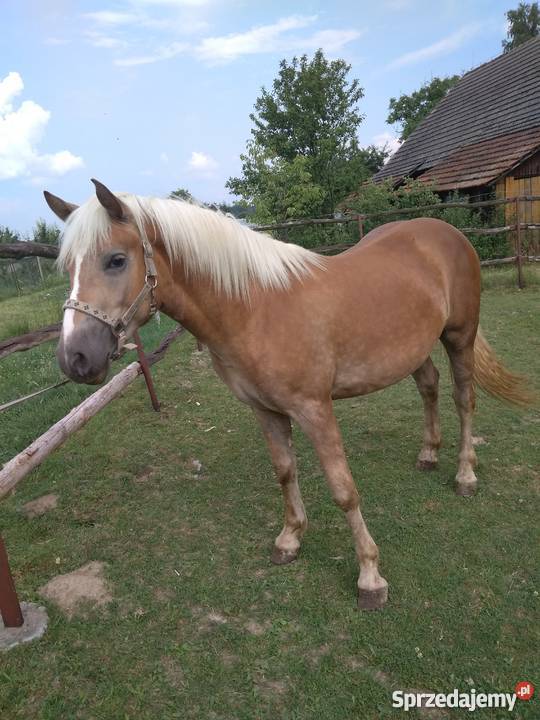 Haflinger Konie Osiek sprzedam