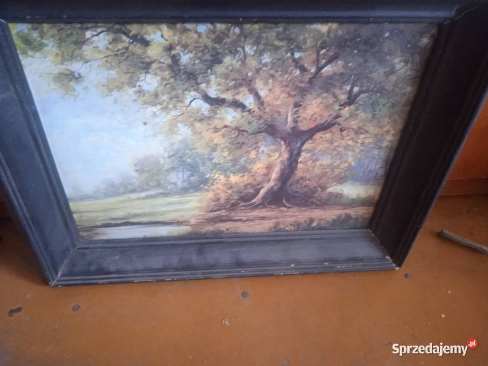 Obraz pt Samotne Drzewo Autora Redici małopolskie Nowy Sącz