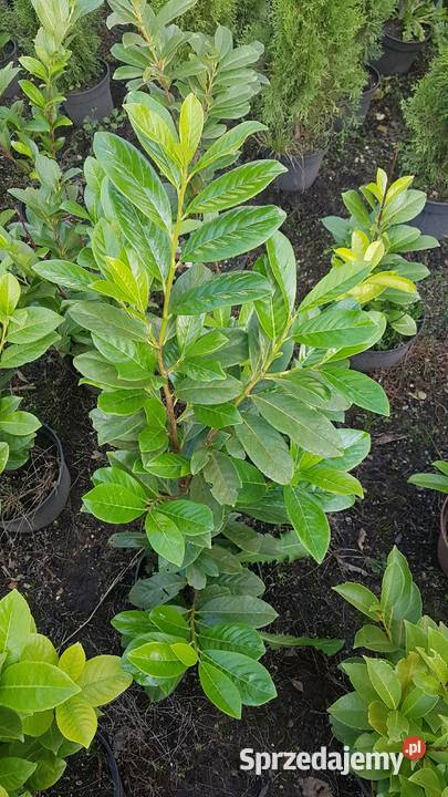 Laurowiśnia wschodnia na żywopłot w doniczkach