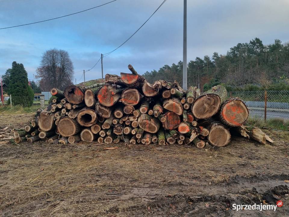 Topola w kłodach 25 m 5060 mp Brzózki