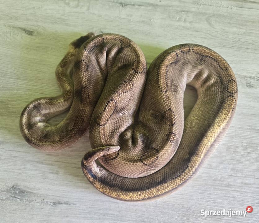 Wąż pyton królewski python regius samica dorosła Wrocław